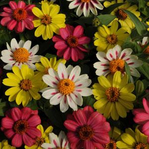 Zinnia Seeds - Raspberry Lemonade